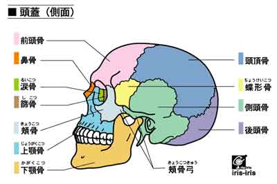 頭蓋（側面）bone_skull_side