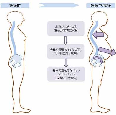 胎児が大きくなり重くなります 出典：google.co.jp